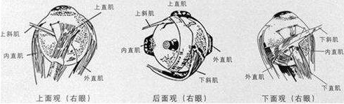 鞏膜加固術,眼鏡加盟,眼鏡品牌